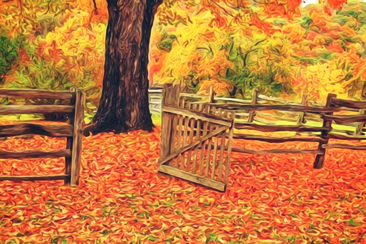 The Boundary Lines Have Fallen For Me In Pleasant Places