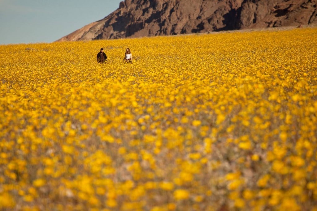 Death Valley Super Bloom February 2016. Source: Mike Byrnes. Used with permission.